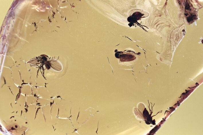 Five Fossil Flies (Microphorinae) and Scuttle Fly In Baltic Amber #315383